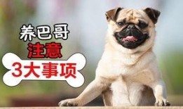 巴哥最新爆料信息视频,揭秘视频背后的惊人真相